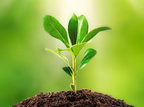 Seedlings and Saplings