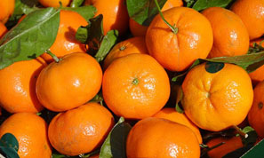 Mandalina